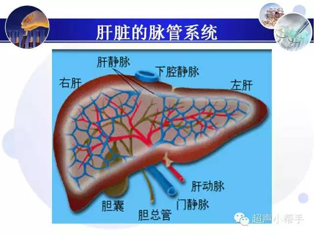 超声微课堂肝叶与肝段的超声图解