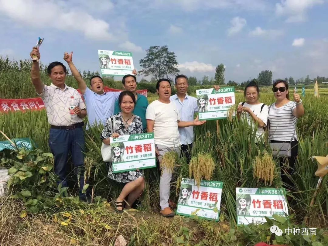 竹香稻川种优3877又参大会获好评啦