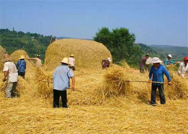 麦子脱粒农忙景象80后小时候在农村应该都割过麦子,麦收季节不管家里