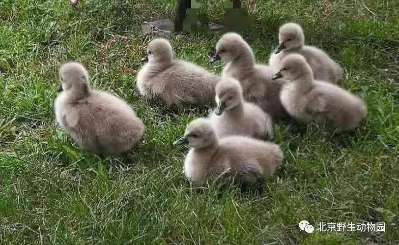 成年后天鹅人生百态,活出自己,丑小鸭也能变成白天鹅,开心最重要嘛!