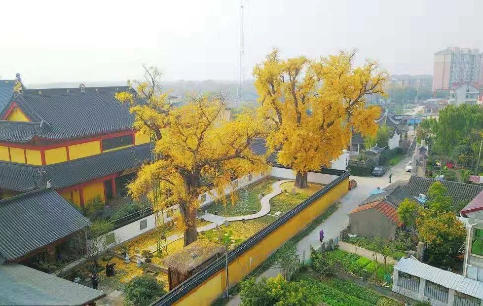 在上海，總有一個小鎮的秋冬美景讓你心動 旅行 第2張