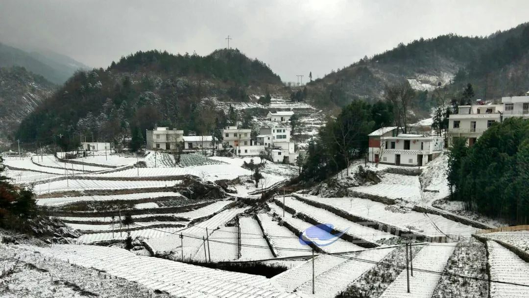 今日巫山最美雪景照片曝光!_骡坪镇