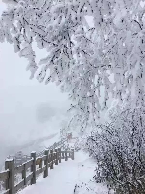 今日大雪 | 小新带你去看雪!"白色仙境"惹人爱