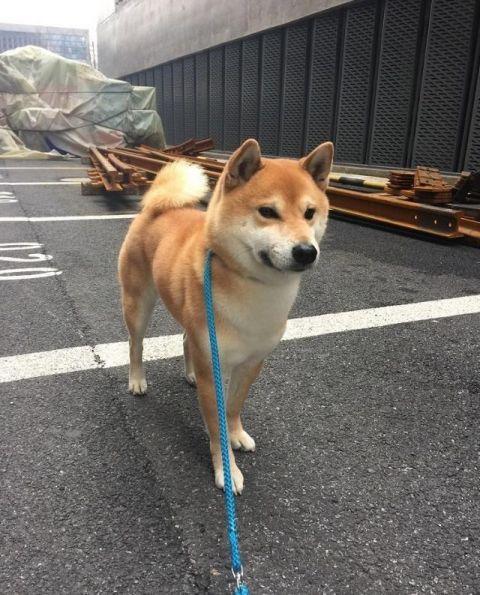 娱乐圈中的"小动物,海绵宝宝马思纯秋田犬黄渤,这一位最像