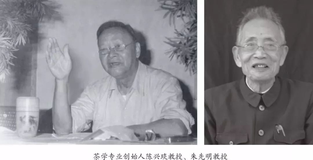 湖南农业大学的特色与优势专业,1958年由我国著名茶学专家陈兴琰教授