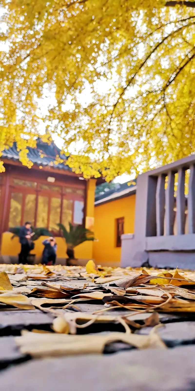 在上海，總有一個小鎮的秋冬美景讓你心動 旅行 第5張