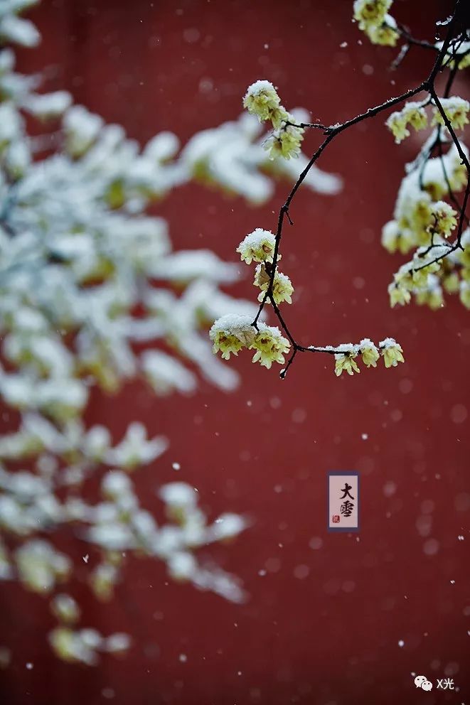 大雪叶底藏花一度梦里踏雪几回