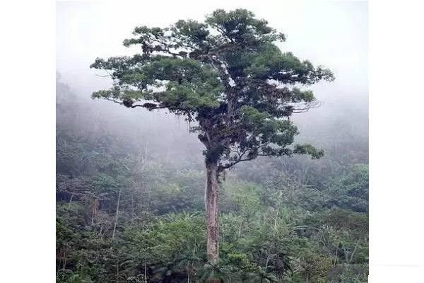 地球最古老十棵树:五棵在中国,价值无法估计,一棵为唐