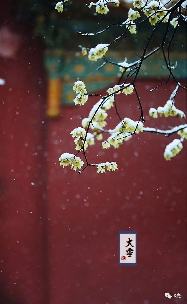 大雪叶底藏花一度梦里踏雪几回