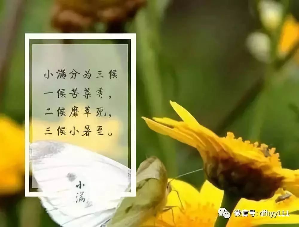 苦菜秀,靡草死,麦秋至小满lesser fullness8when on its pointed tip