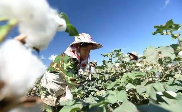 补贴形式:补贴资金采取"一卡(折)通"等形式直接兑付给棉花实际种植者.