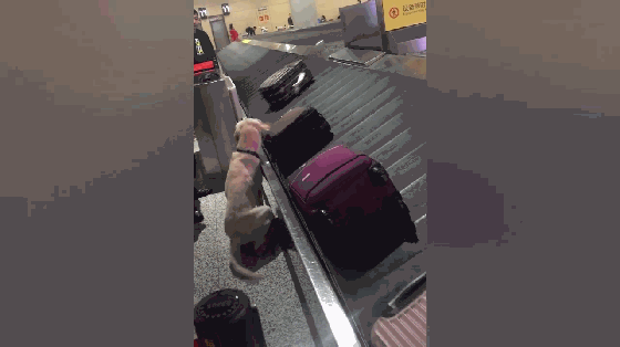 拉布拉多機場安檢，聞到黑箱子時趕緊蹲下，打開箱子後卻引人發笑 萌寵 第5張