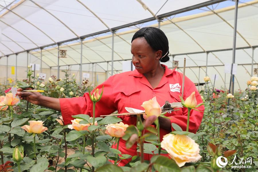 图为肯尼亚一鲜花农场大棚内,园丁在对玫瑰生长情况进行记录.