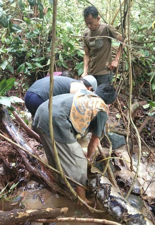 印尼巨蟒纏住漁民腳踝 眾人合力將其制服 萌寵 第2張