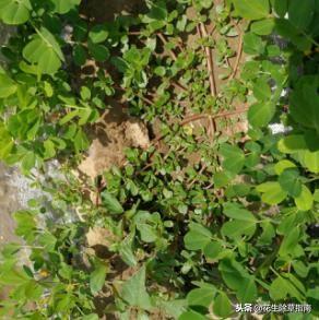 花生田既能除双子叶杂草还能防除莎草科杂草的除草剂你了解吗