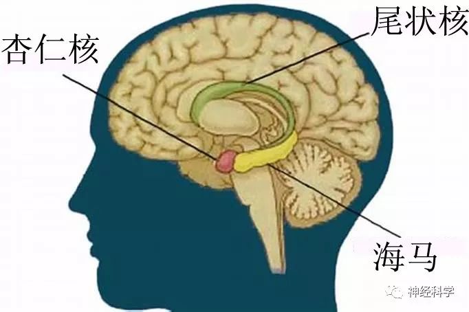 癫痫中的变色龙——颞叶癫痫