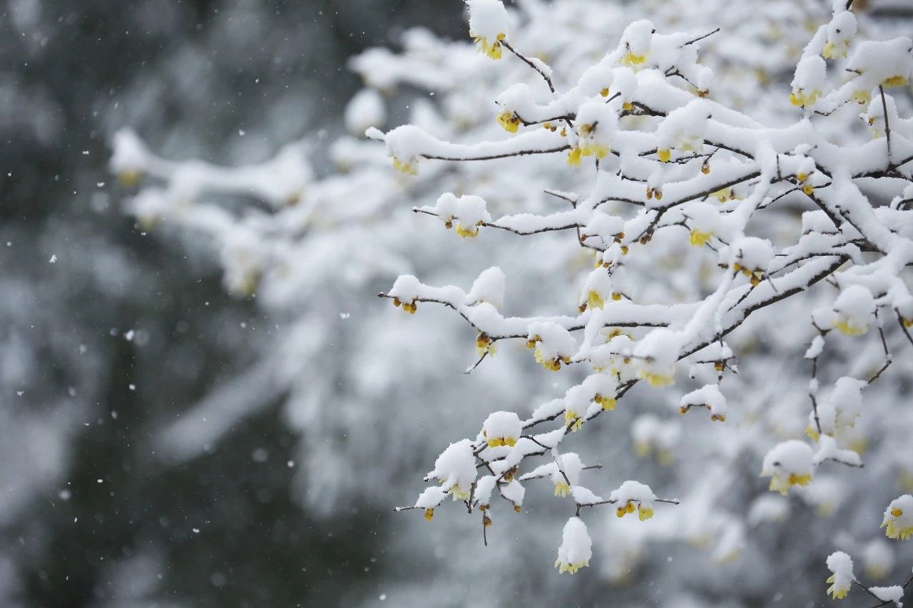 晚来天欲雪 能饮一杯无?