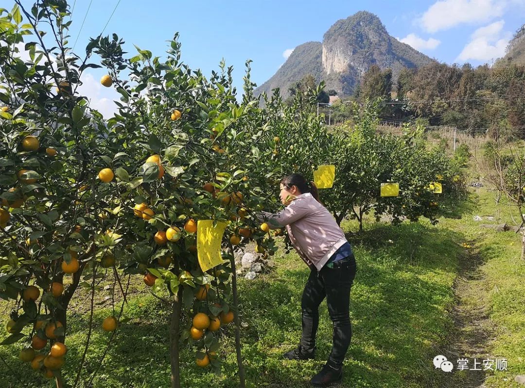 平寨村:果园飘香幸福来_柑橘