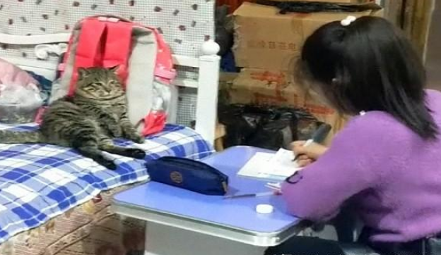 當貓咪看到小主人在寫作業時，貓：認真點，麻麻派我來監督你！ 萌寵 第1張