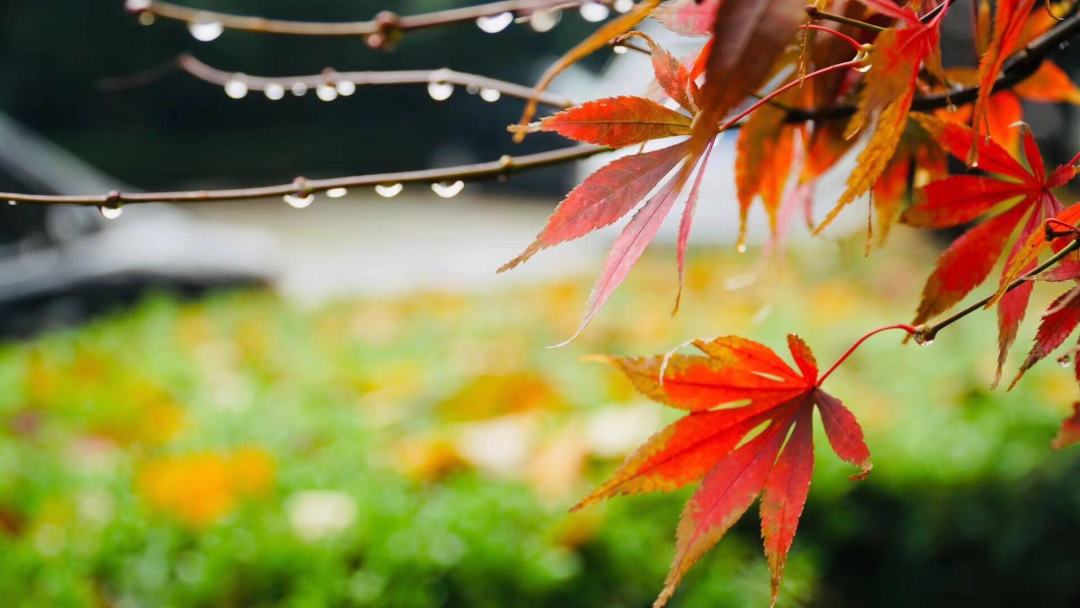 雨中红叶