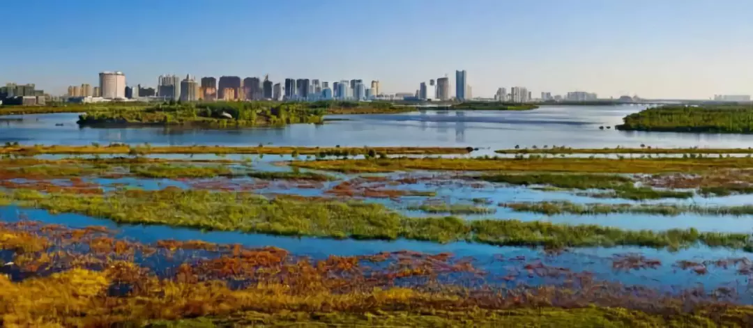 湿地公园丨城市绿肺谱写生态经济新篇章