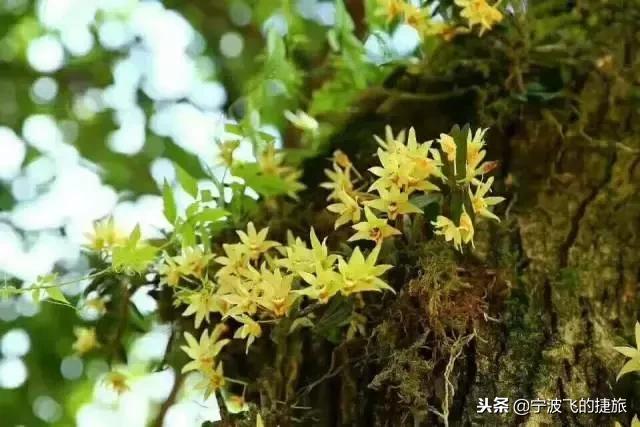 游步道 还有十个果园等旅游项目 景区内石斛50多种 有金线莲,银线莲