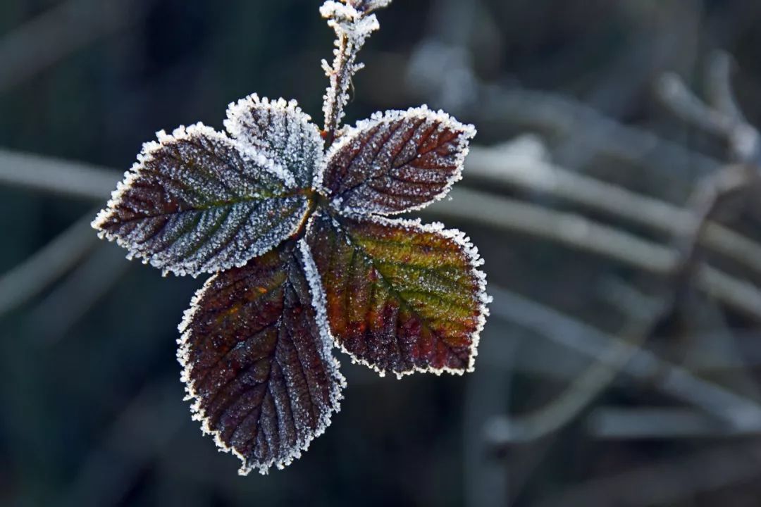 大雪寒气渐盛万物冬藏