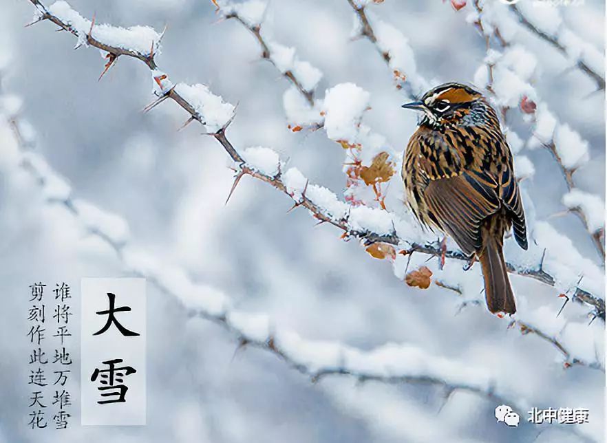 大雪节气封藏万物,阳气归根,所以节气养生的重点是: 滋阴潜阳.