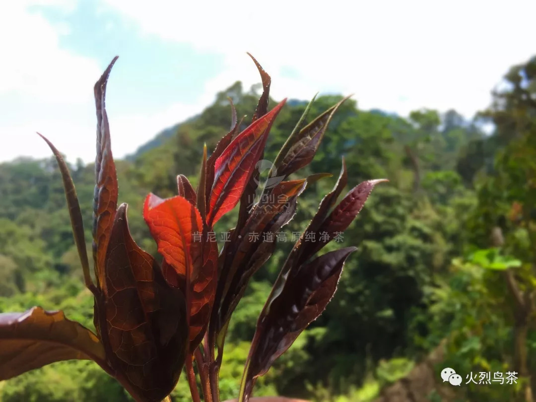 为什么都说紫茶最好