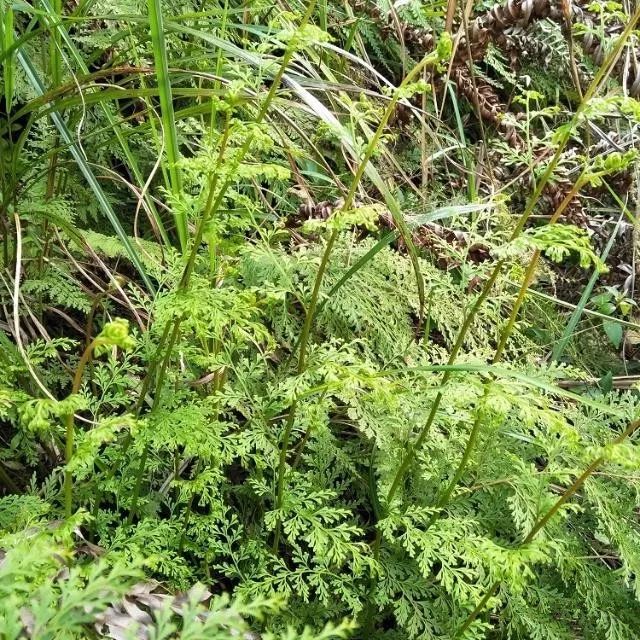 若在农村看到这种植物请珍惜,极其珍贵!被称为"万能解毒药"!