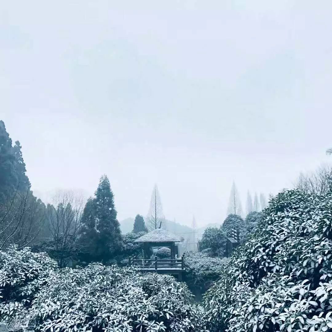 余杭迎来2018年的第一场大雪!_鸬鸟镇