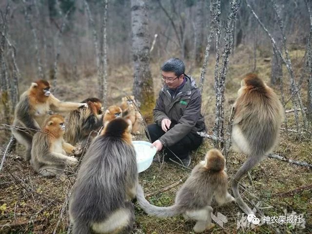 荆楚工匠杨万吉大山深处的猴语者视金丝猴为孩子