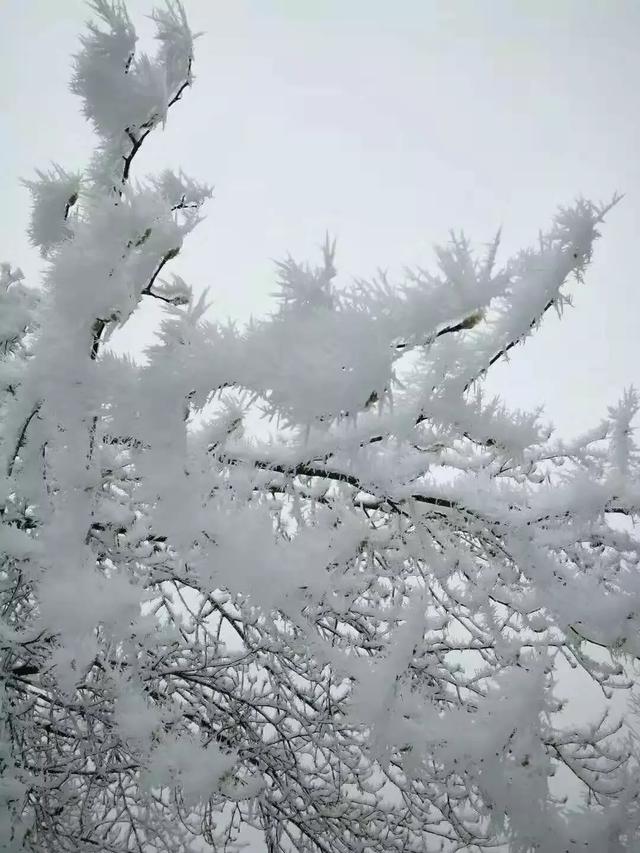 今日大雪,所有的人都在等下雪,你的老家下雪了吗!