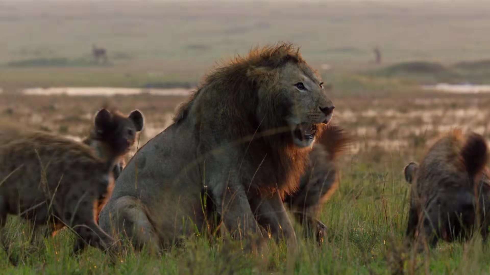雄獅被20只鬣狗圍攻，眼神中滿是絕望，直到另一只雄獅出現 萌寵 第1張