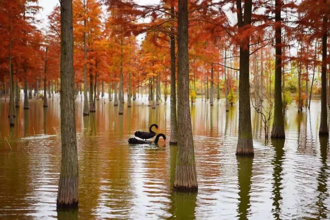 滁州池杉湖人间福地鸟类天堂