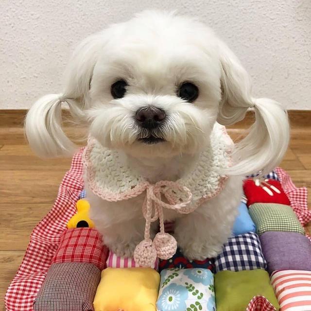 韩国网友分享自家颜值超高的萌狗狗,双马尾的软萌小可爱!