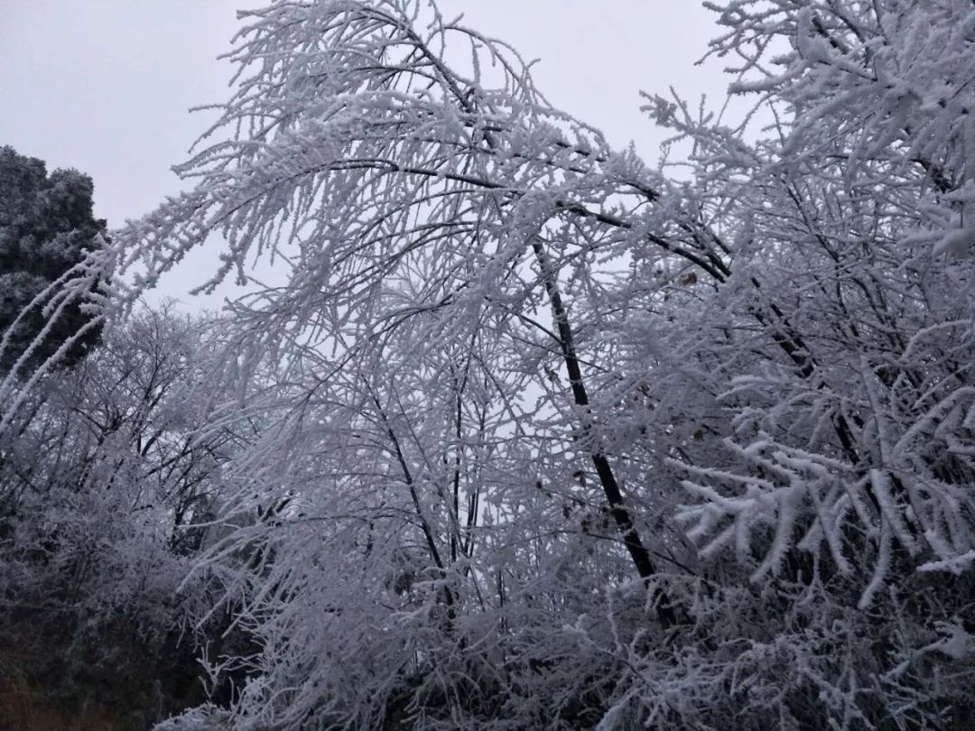 螺蛳壳雪景.网友@lee 拍摄 今天的斗蓬山 也下雪了 斗蓬山雪景.