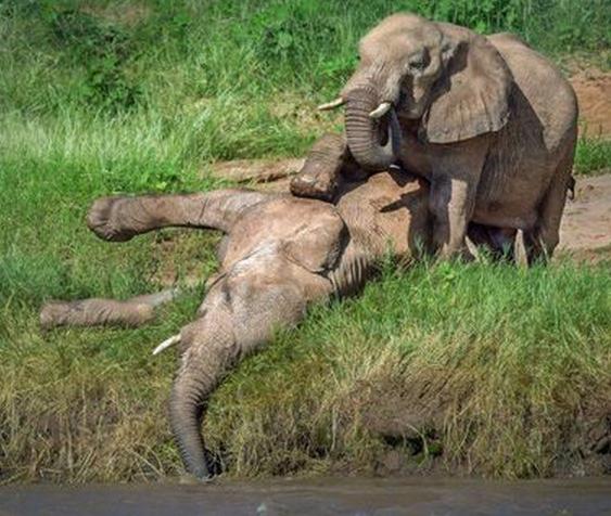 大象突然暈死在河邊，同伴過去解救結果直接就怒了這是發生了啥！ 萌寵 第3張