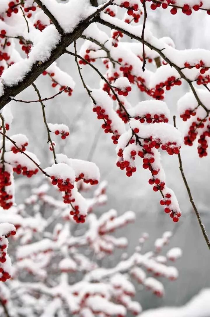 雪中寒梅,最是冬日良伴