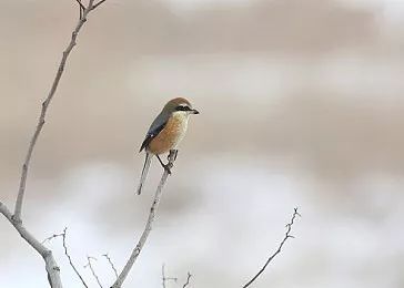 今日大雪,降温超10度是诱发脑卒中的高危因素