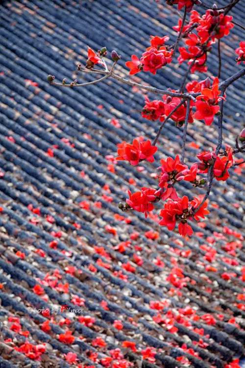 落花流水,醉了心