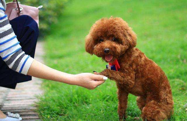 对于泰迪犬的教育不能只是单纯地进行惩罚,在惩罚之后我们还要进行