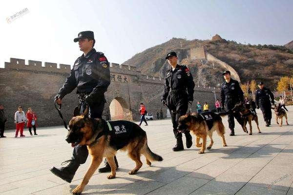 警方：這5種狗，休想踏進我們警隊大門，已經被我們封鎖了！ 萌寵 第1張