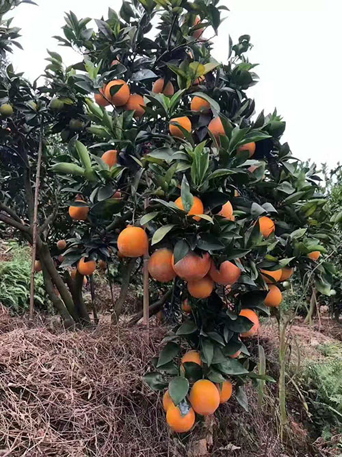 崇義中醫謝文淦走基層聚焦三農發展探訪贛南臍橙種植大戶鄧青青 商業 第5張