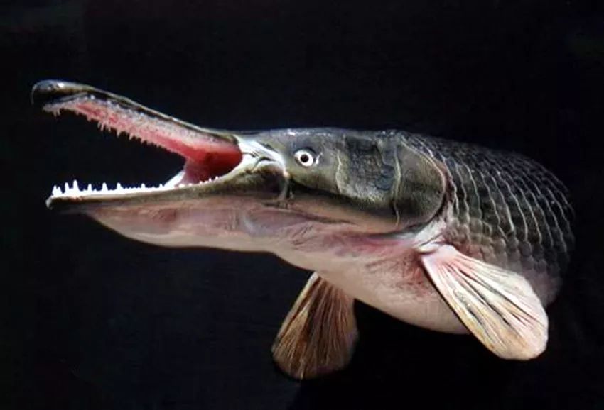 渔乐鱼类百科繁衍生息已上亿年的凶猛鳄雀鳝