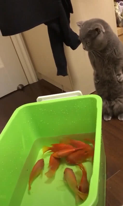 貓咪站著爪子叉腰，表情惹笑網友，喵：這麼多魚，是給我準備的？ 萌寵 第3張