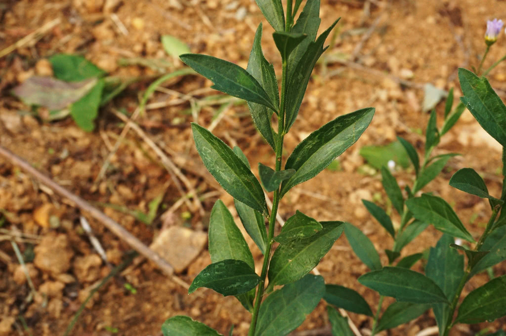 人稱「泥鰍菜」，農村遍地都是，但價值卻很珍貴，葉子5元一斤 台灣新聞 第3張