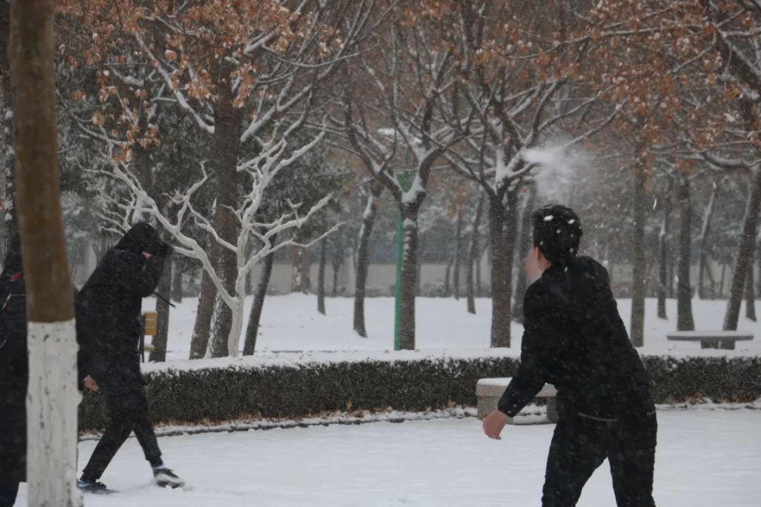 桥与亭俱白矣 雪花纷扬,银装素裹 飞珠溅玉,天地一色 倒是多了一树的