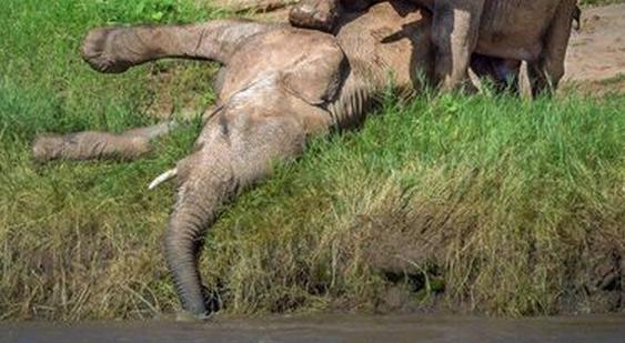 大象突然暈死在河邊，同伴過去解救結果直接就怒了這是發生了啥！ 萌寵 第2張