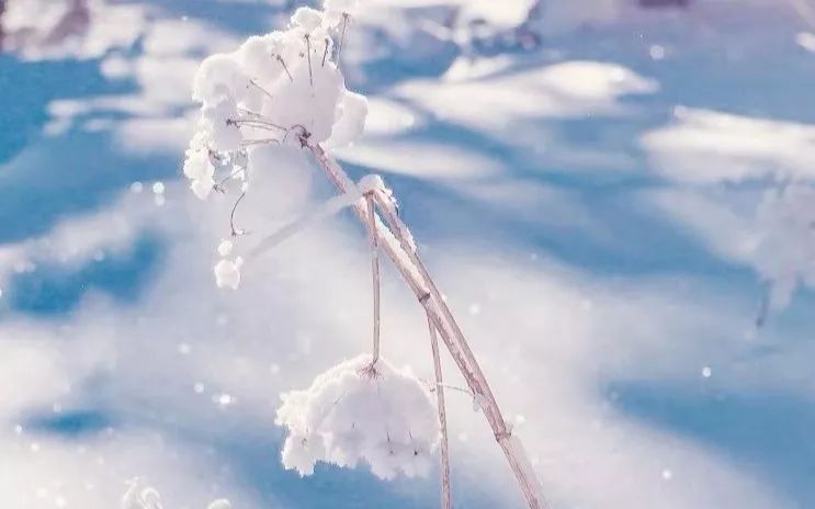 雪肤什么成语